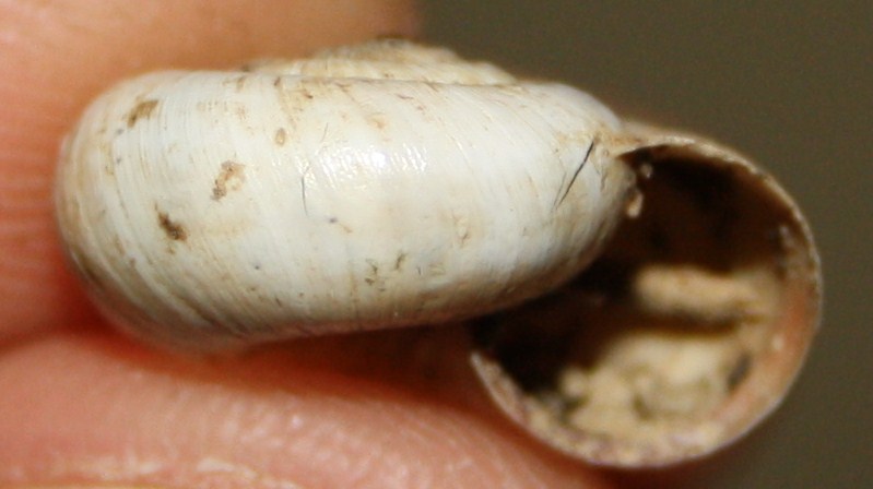 Monacha cartusiana e Cernuella cf. neglecta